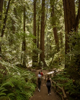 A group of women walking gently along a sunlit forest trail, sharing smiles and quiet conversation.