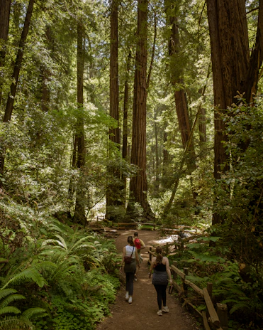 A serene morning hike with a diverse group of people walking through a sunlit forest trail.