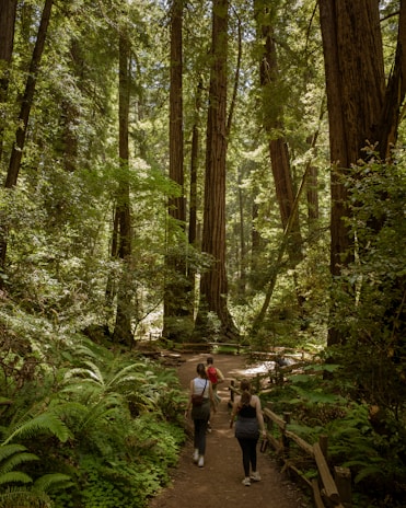 A group of women walking peacefully along a misty forest path, embodying calm and connection.