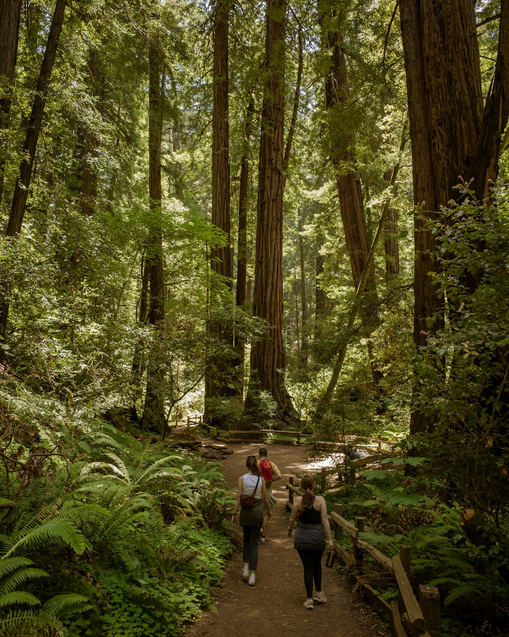 Un par de personas que están caminando en el bosque