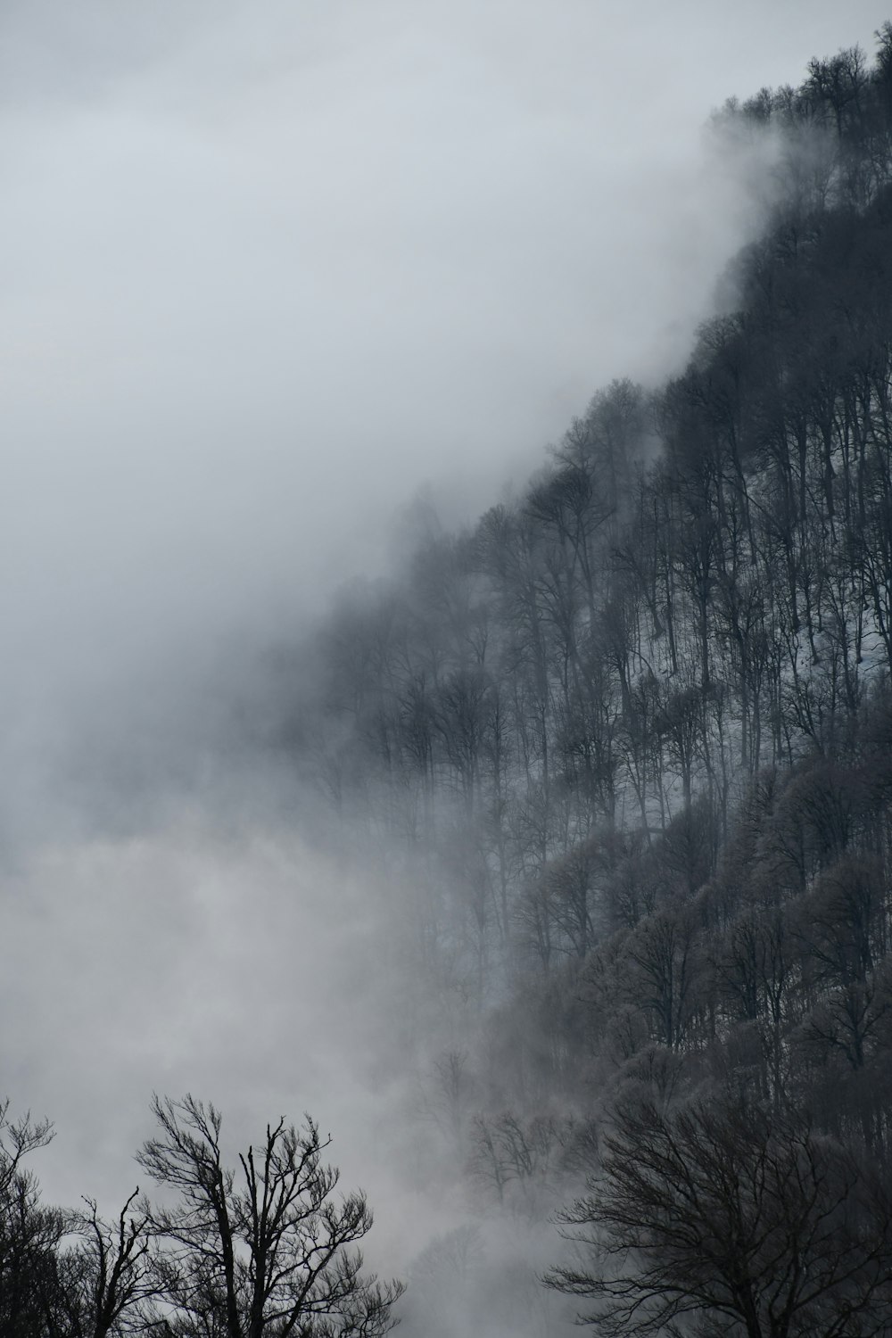 a mountain covered in fog with trees on the side