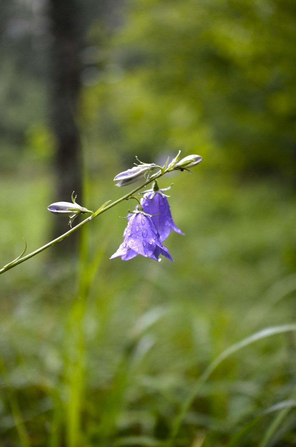 a purple flower is growing in a grassy area