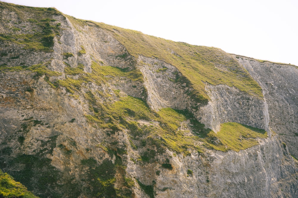 a mountain side with grass growing on it