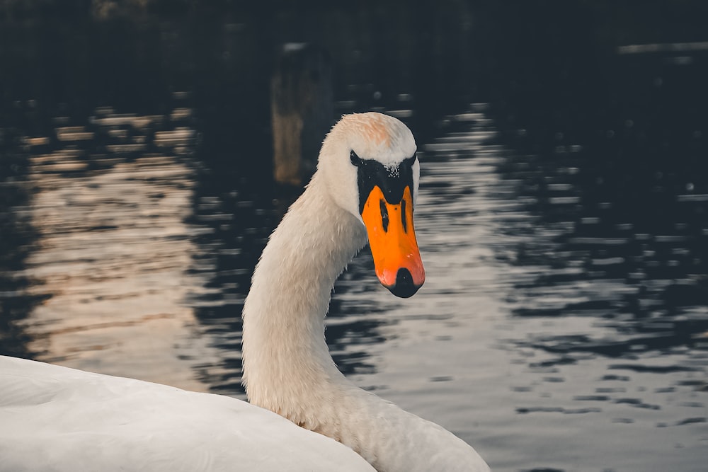 a white swan with an orange beak standing in front of a body of water