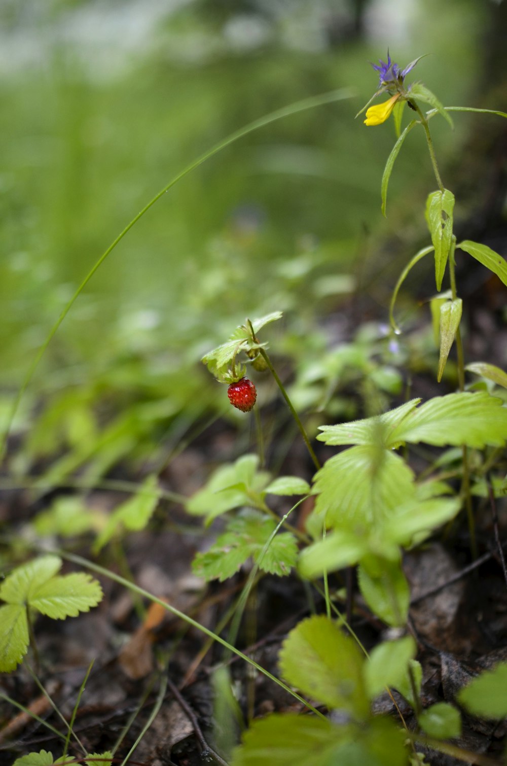 una piccola bacca rossa seduta sopra una pianta verde