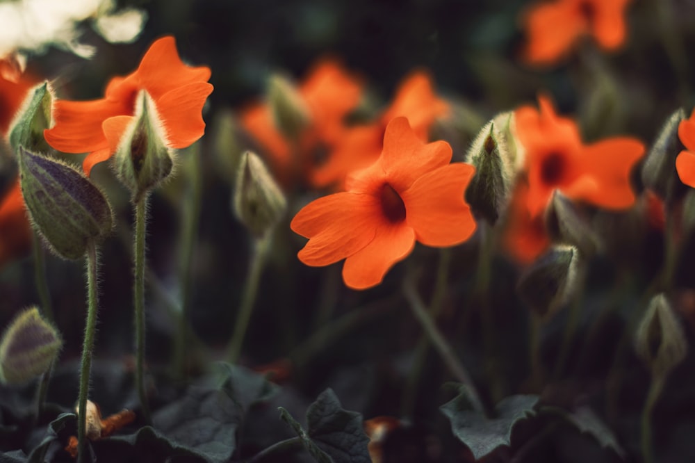 a group of orange flowers in a field