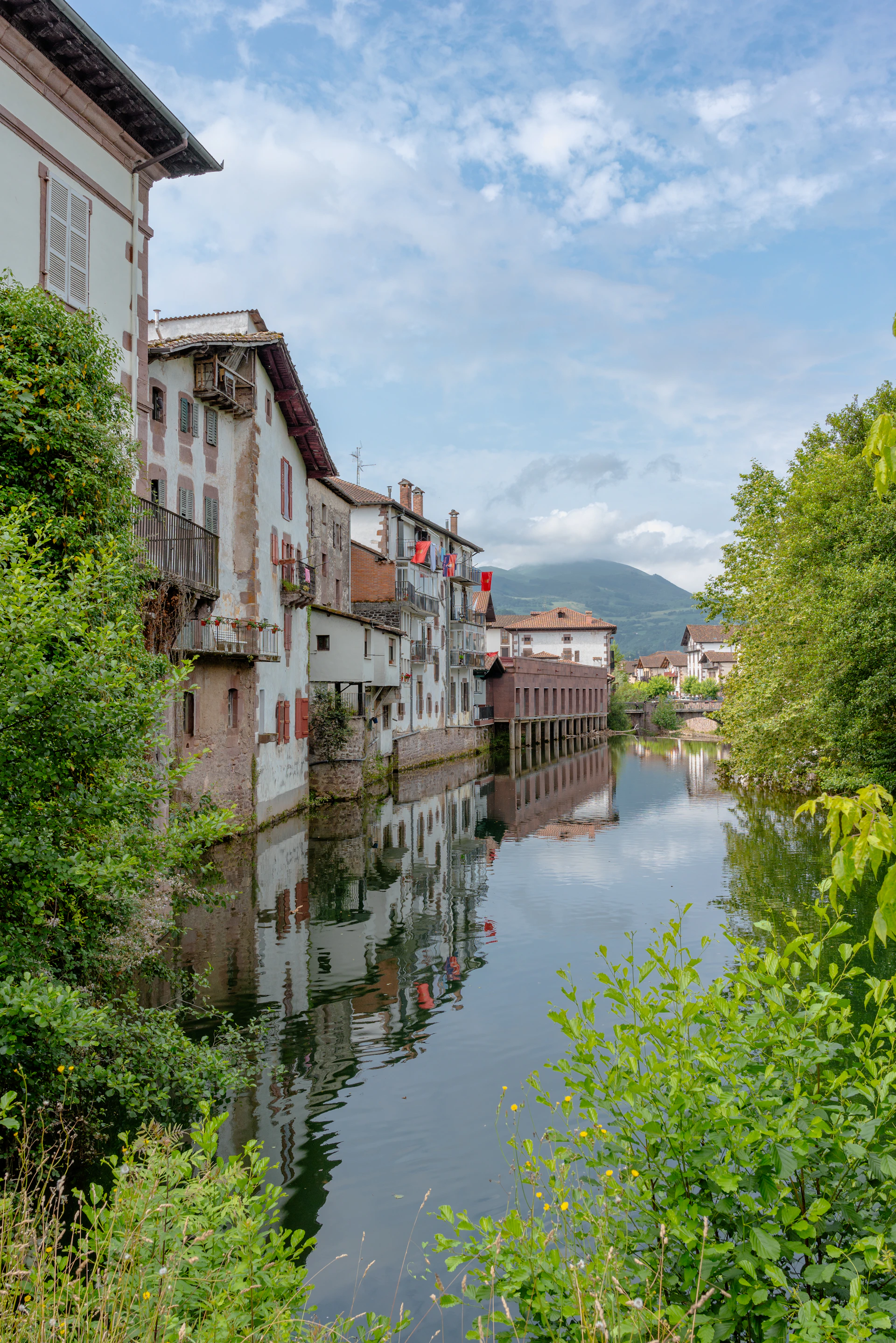 a river running through a lush green forest