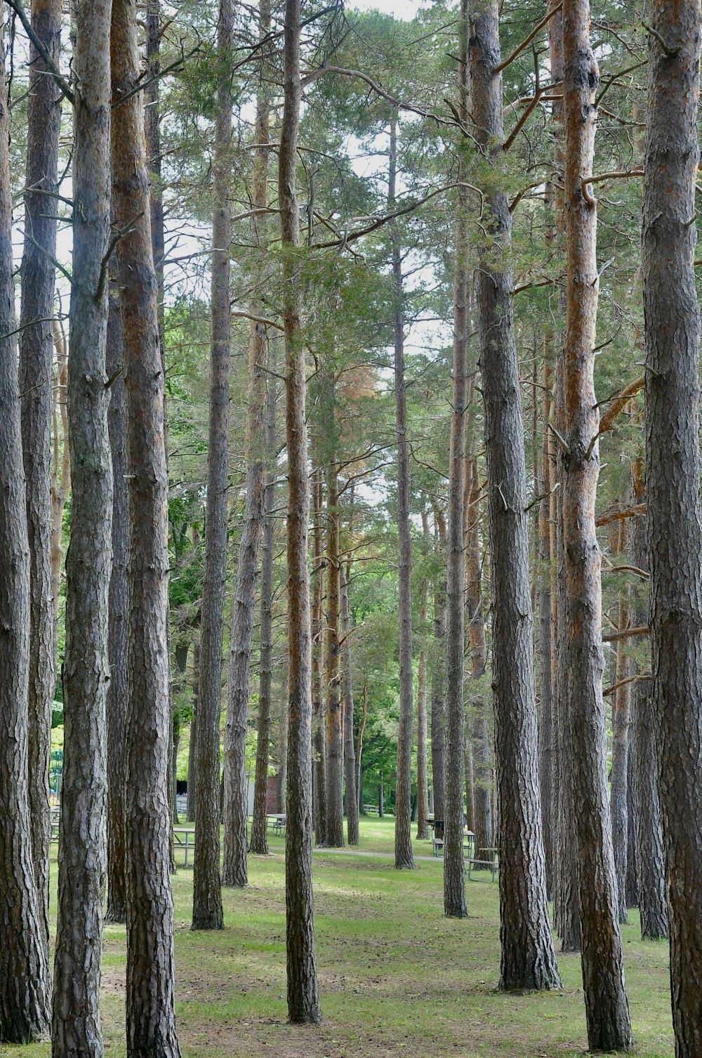 a bench sitting in the middle of a forest