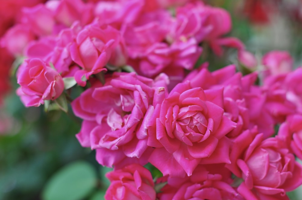 a close up of a bunch of pink flowers