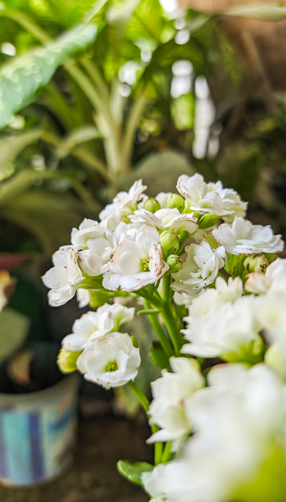 a close up of a bunch of white flowers