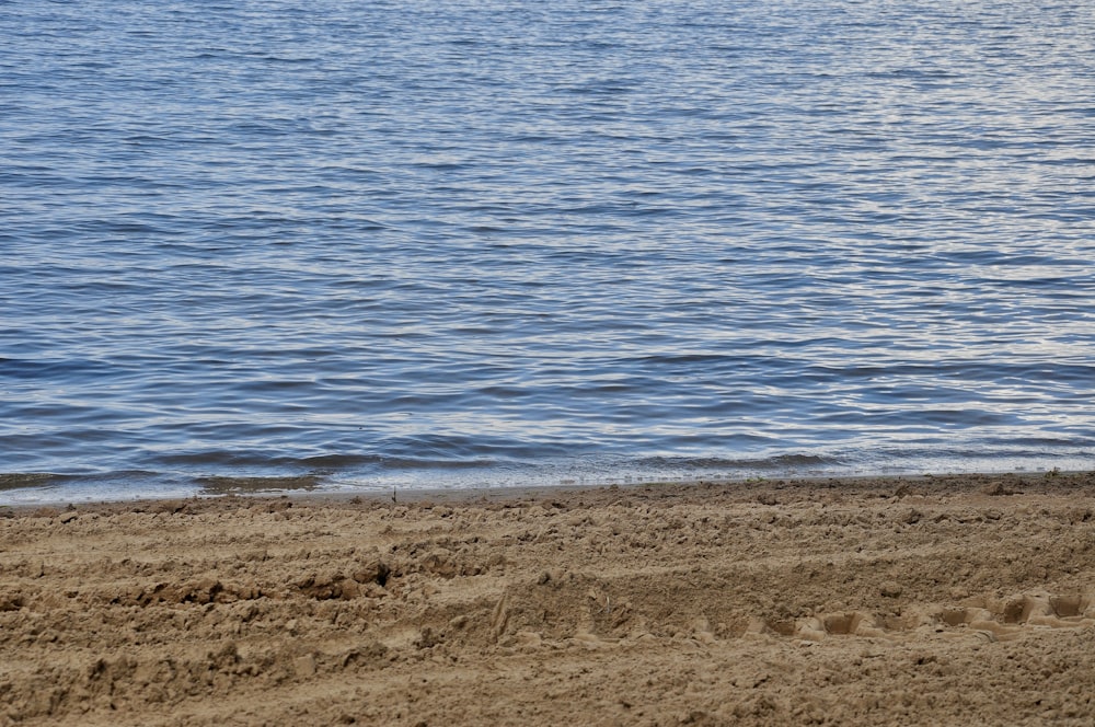 a dog is walking on the beach near the water