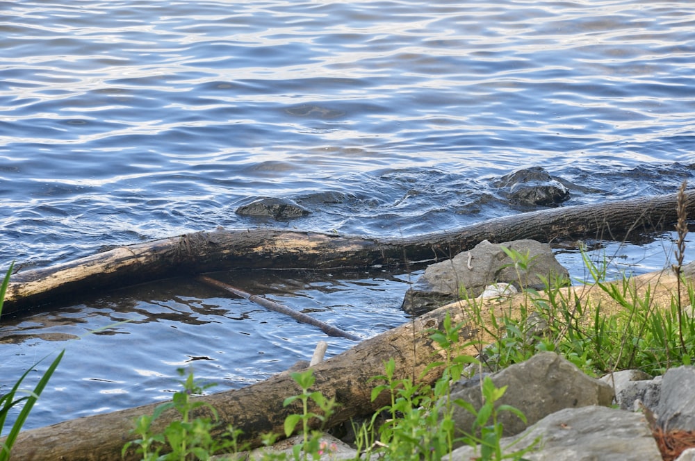 a log sticking out of a body of water