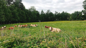 A peaceful scene of rescued farm animals resting together in a sunny meadow at the sanctuary.