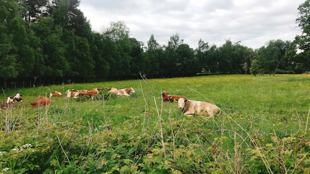 A peaceful scene of rescued farm animals resting together in a sunny meadow at the sanctuary.