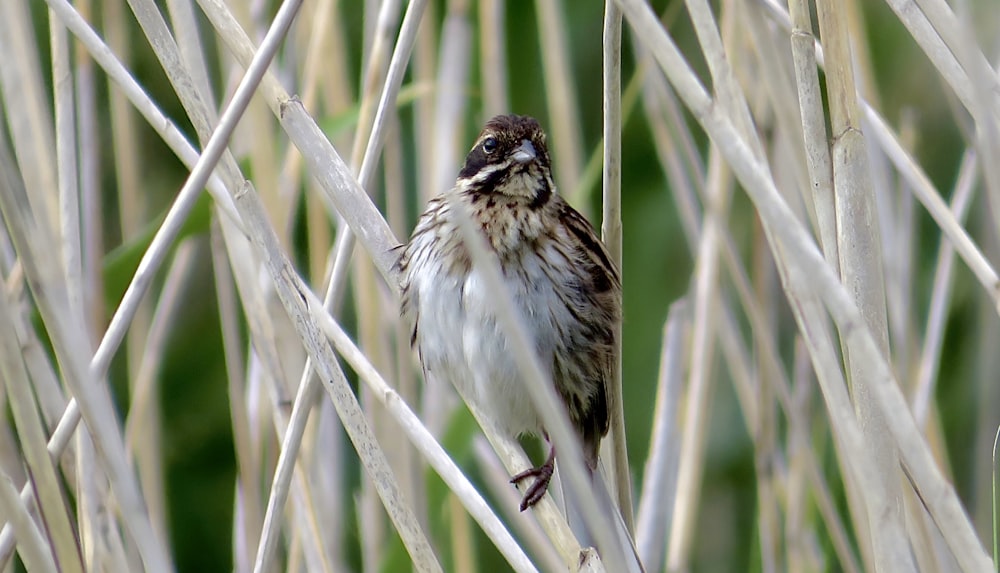 a small bird perched on top of a tree branch