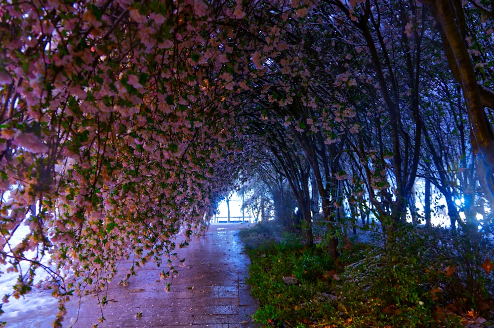 a brick path lined with trees and flowers