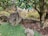 A garden scene featuring a large rock, a stone wall, and several trees and shrubs. The ground is partially covered with grass and soil. The foliage is lush with various shades of green, and there is a sense of calm and natural beauty.