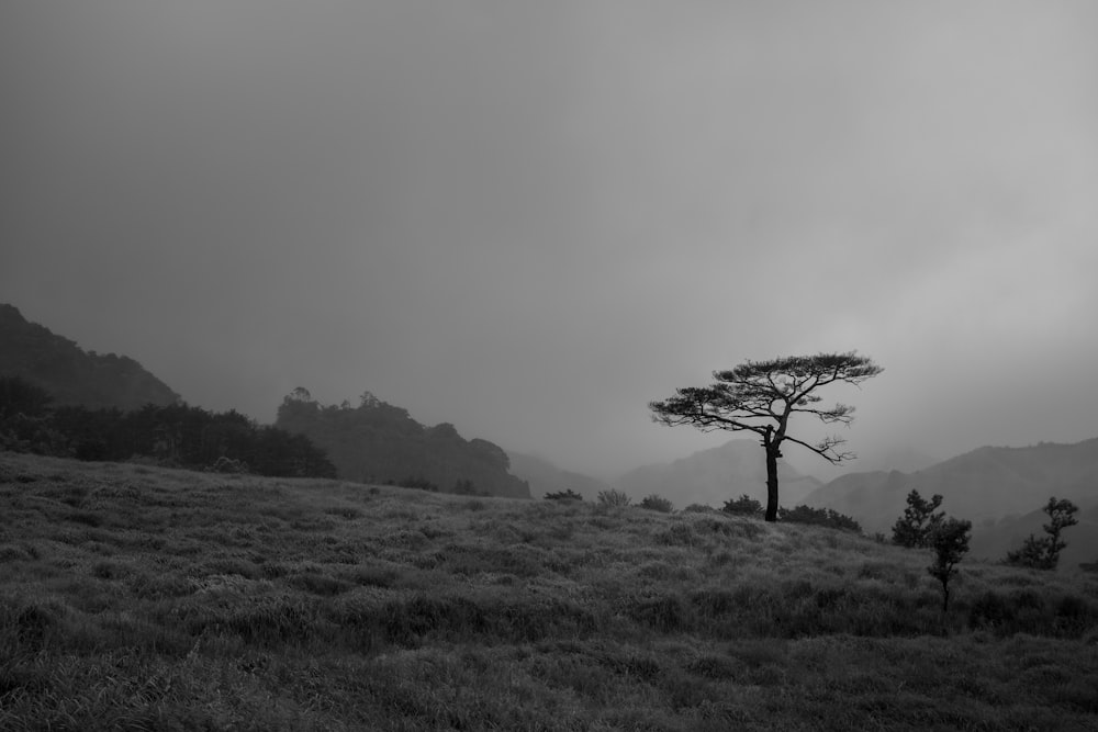 a black and white photo of a tree on a hill