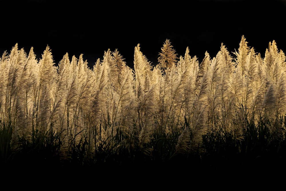 a field of tall grass with trees in the background