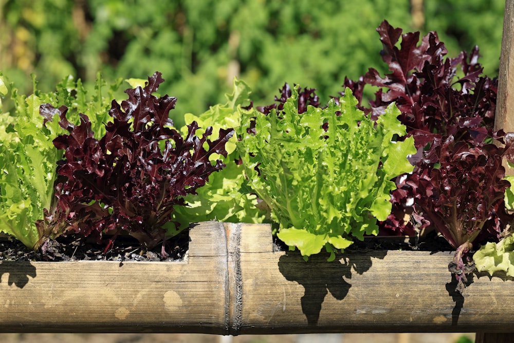 lettuce plants growing in a wooden planter box