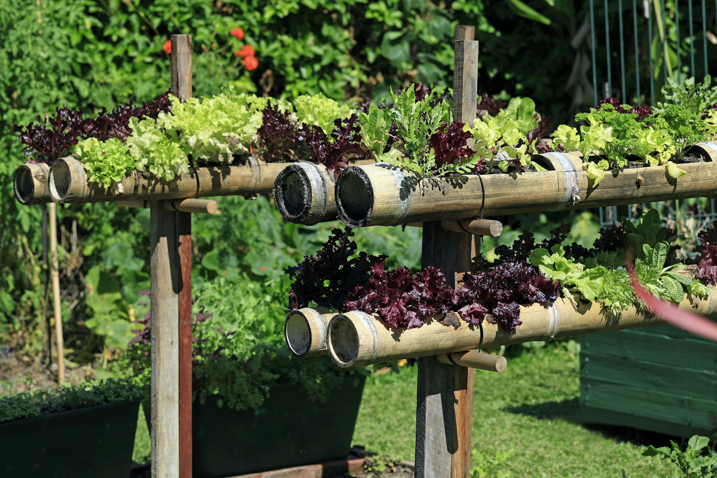 Growing lettuce in a vertical hydroponic system using stacked bamboo pipes.