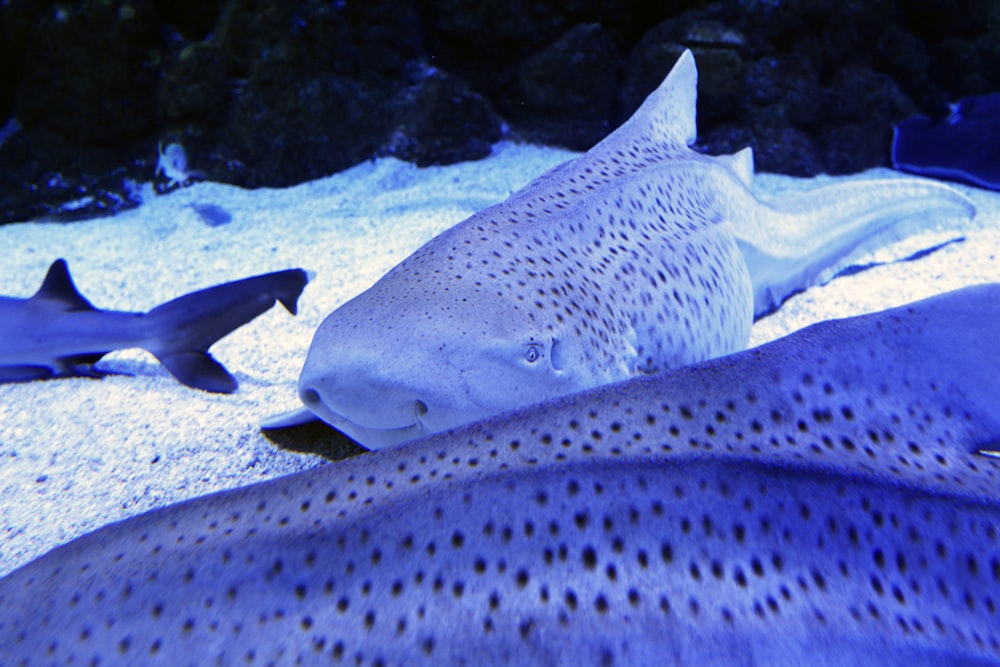 a couple of fish that are laying down in the sand