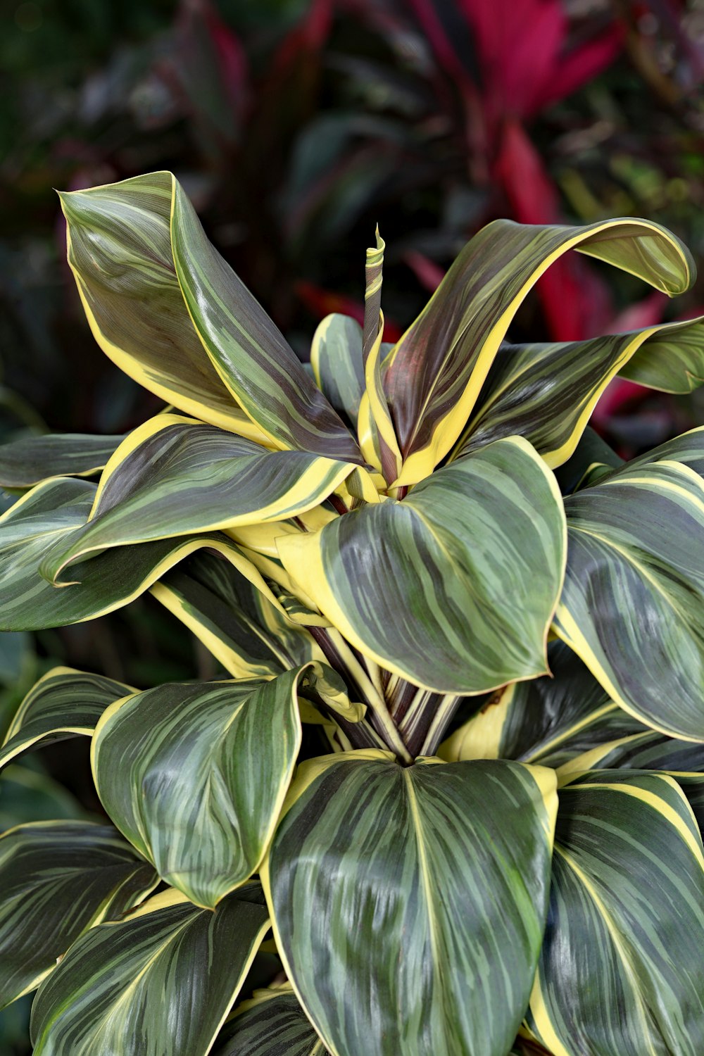 a close up of a green and yellow plant