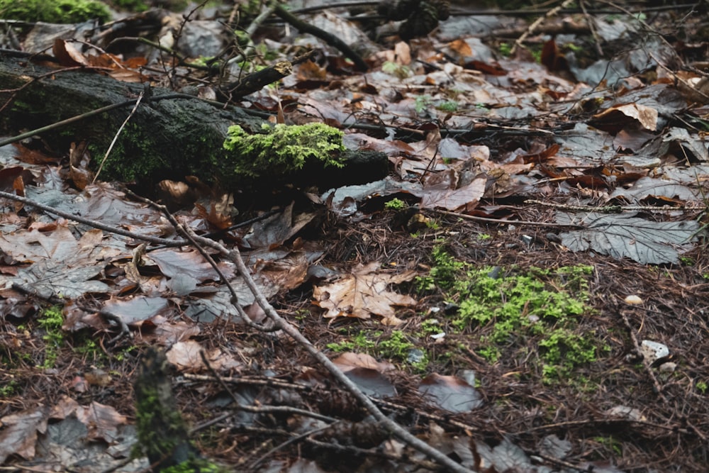 a moss covered log in the middle of a forest