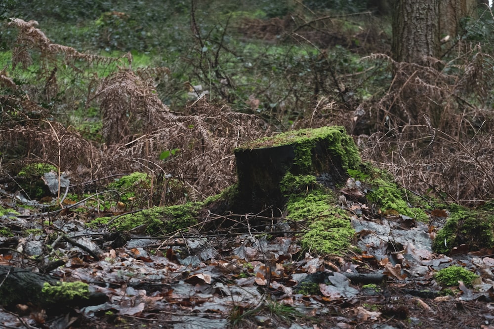 a mossy tree stump in the middle of a forest