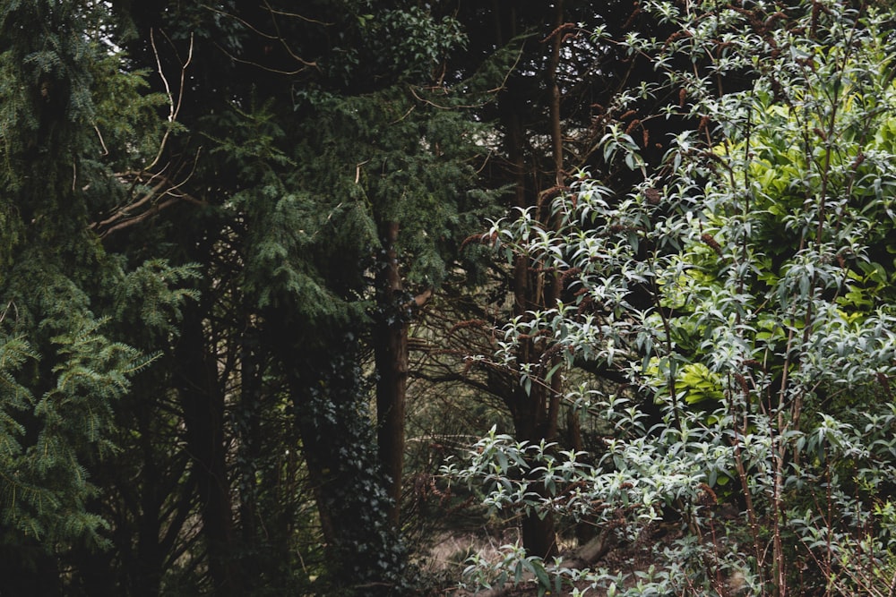 a forest filled with lots of green trees