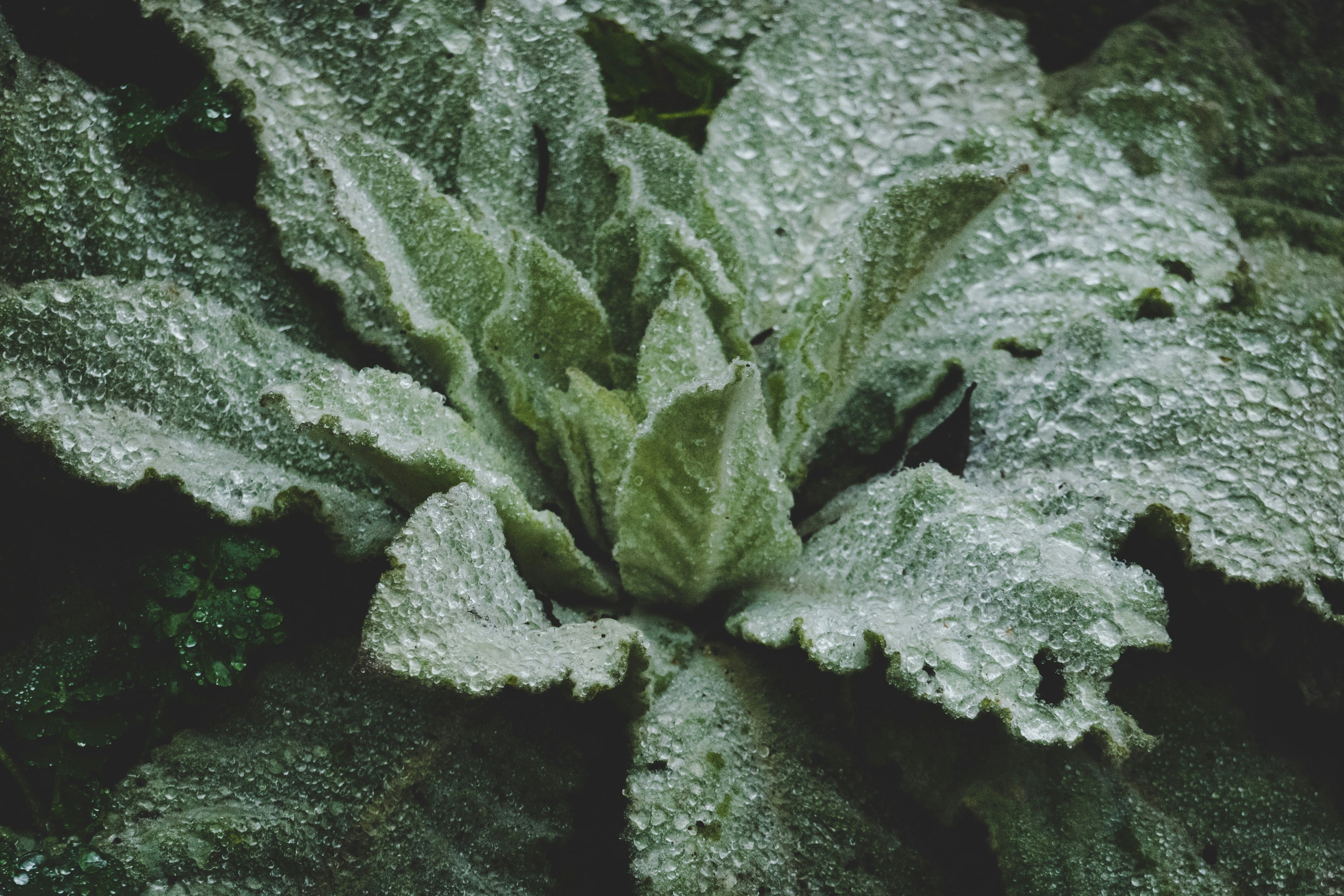 a close up of a green plant with drops of water on it