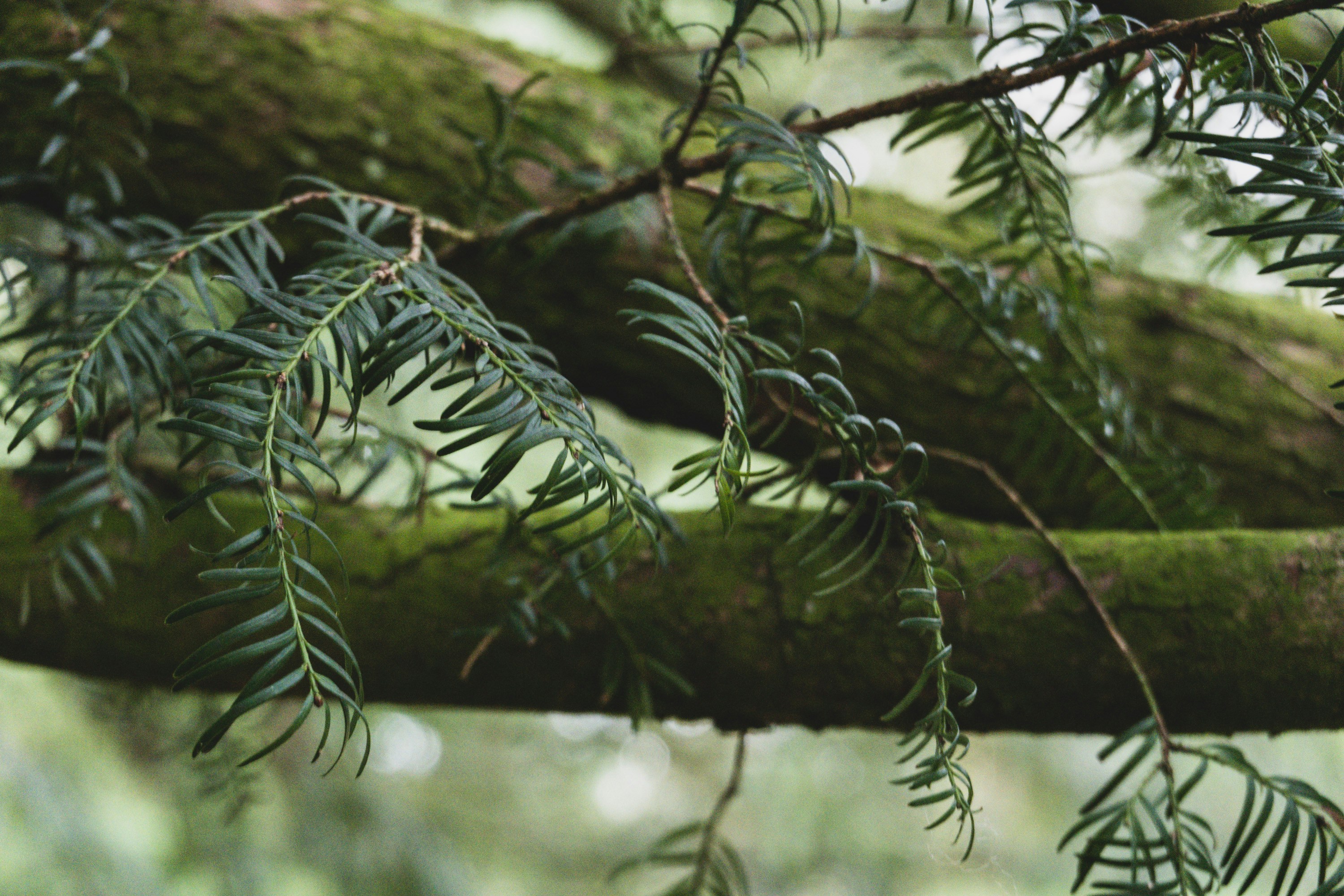 a branch of a tree with green leaves