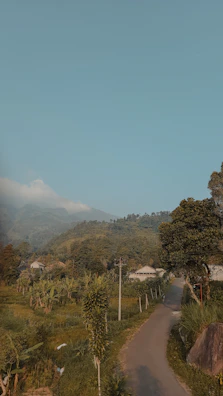 Wide shot of a newly paved road winding through a green Nashville neighborhood.
