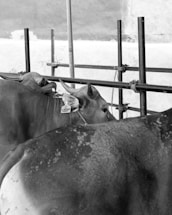 Several cattle are lined up in a fenced area, with visible ear tags and horns. The setup seems to be indoors or under a shelter, with a simple backdrop of walls and metal railings.