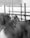 Several cattle are lined up in a fenced area, with visible ear tags and horns. The setup seems to be indoors or under a shelter, with a simple backdrop of walls and metal railings.
