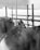 Several cattle are lined up in a fenced area, with visible ear tags and horns. The setup seems to be indoors or under a shelter, with a simple backdrop of walls and metal railings.