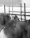 Several cattle are lined up in a fenced area, with visible ear tags and horns. The setup seems to be indoors or under a shelter, with a simple backdrop of walls and metal railings.