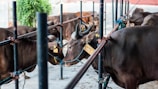 Several brown cattle are tethered with ropes inside a fenced area. The animals are standing close to each other, with some looking towards the viewer and others facing away. There is a green plant in the background and the ground is made of concrete.