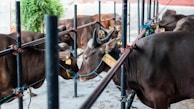 a herd of cattle standing next to each other