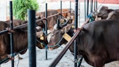 Several brown cattle are tethered with ropes inside a fenced area. The animals are standing close to each other, with some looking towards the viewer and others facing away. There is a green plant in the background and the ground is made of concrete.