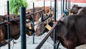 Several brown cattle are tethered with ropes inside a fenced area. The animals are standing close to each other, with some looking towards the viewer and others facing away. There is a green plant in the background and the ground is made of concrete.