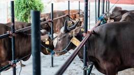 Several brown cattle are tethered with ropes inside a fenced area. The animals are standing close to each other, with some looking towards the viewer and others facing away. There is a green plant in the background and the ground is made of concrete.