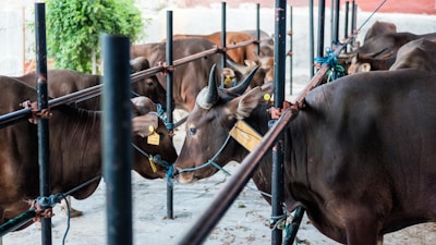 a herd of cattle standing next to each other