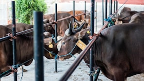 Several brown cattle are tethered with ropes inside a fenced area. The animals are standing close to each other, with some looking towards the viewer and others facing away. There is a green plant in the background and the ground is made of concrete.