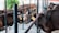 Several brown cattle are tethered with ropes inside a fenced area. The animals are standing close to each other, with some looking towards the viewer and others facing away. There is a green plant in the background and the ground is made of concrete.