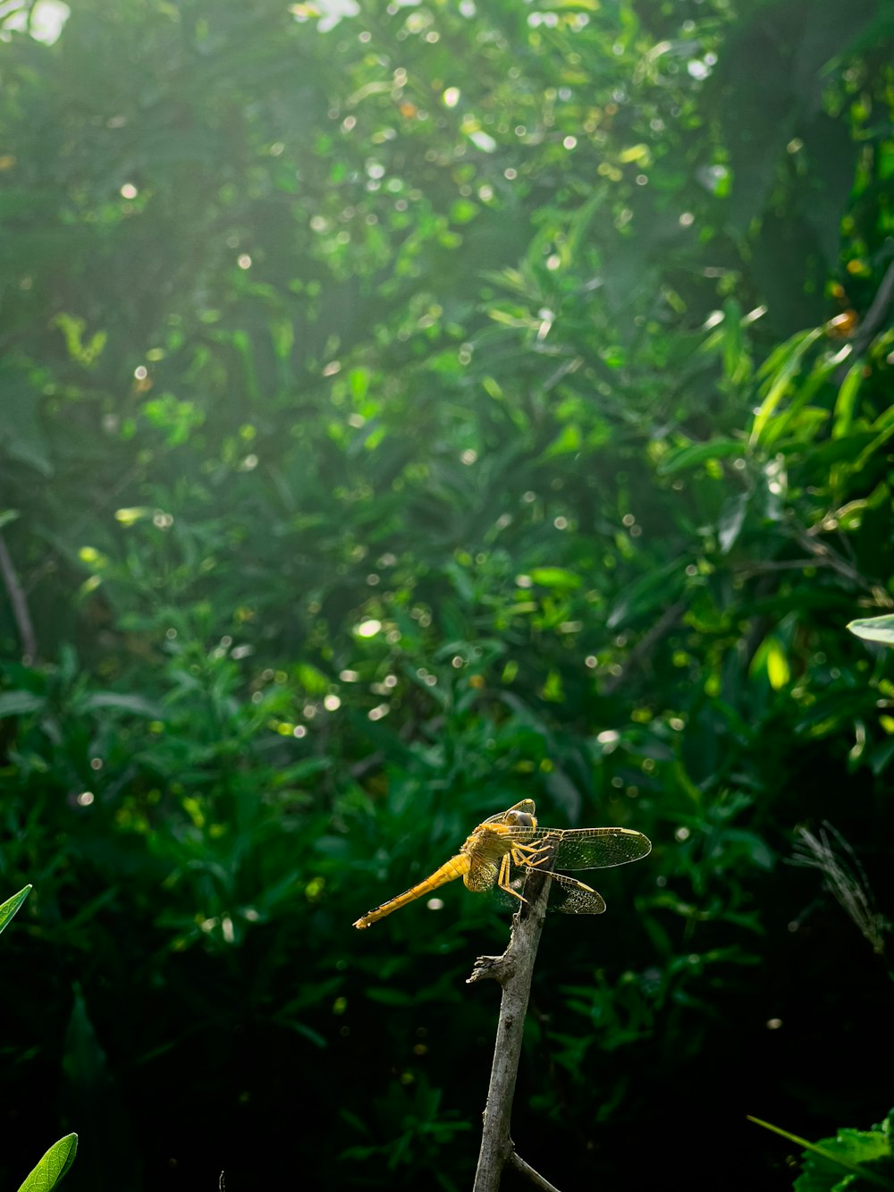 a yellow dragonfly sitting on top of a tree branch