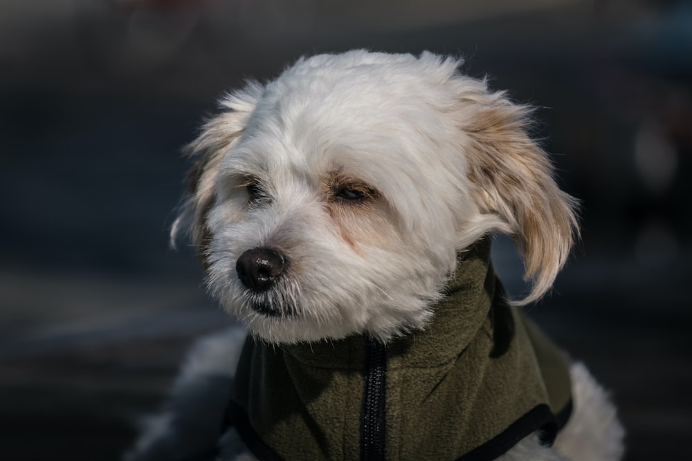 a small white dog wearing a green jacket