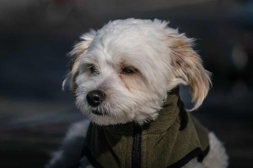 un piccolo cane bianco che indossa una giacca verde