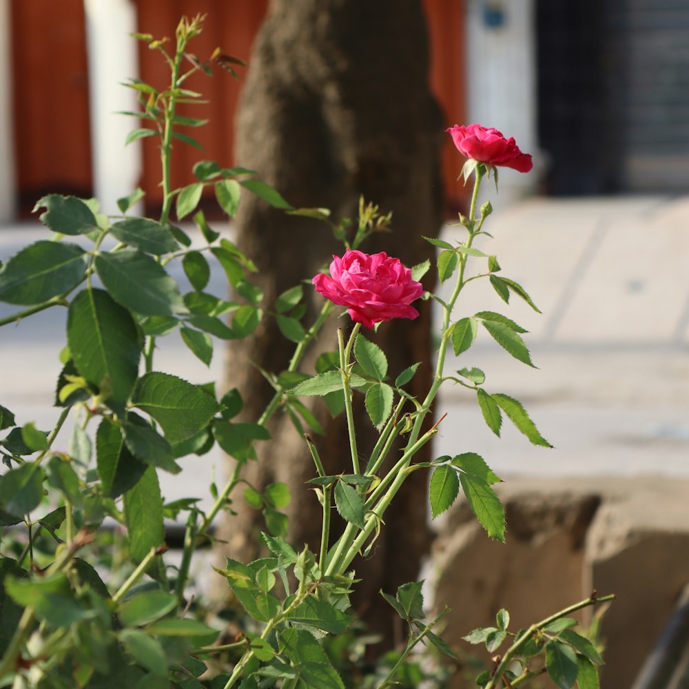 Eine rosa Rose blüht in einem Garten