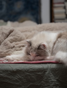 Orthopedic Cat Bed